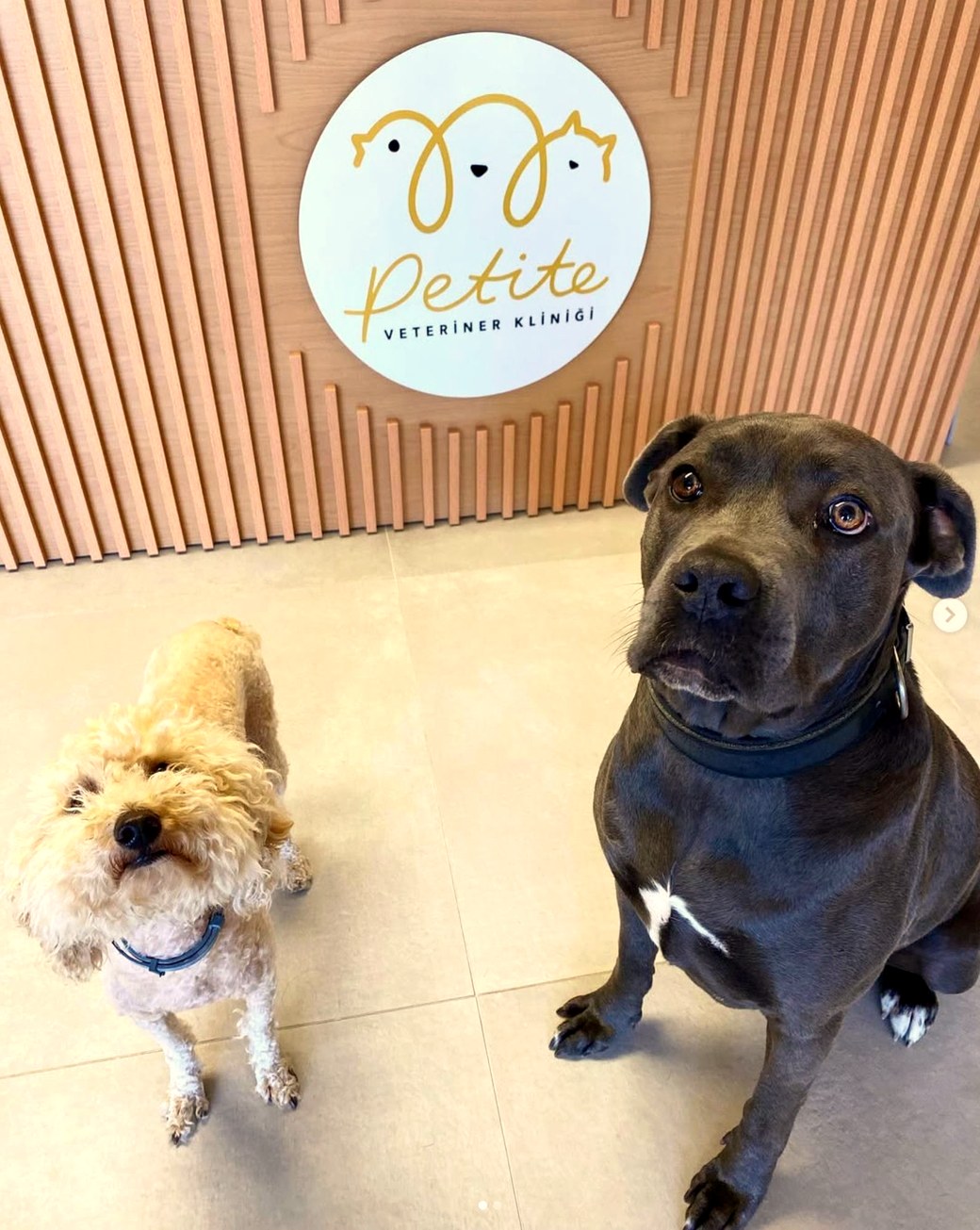 Petite Veteriner Kliniği'nde iki köpek, klinik logosunun önünde