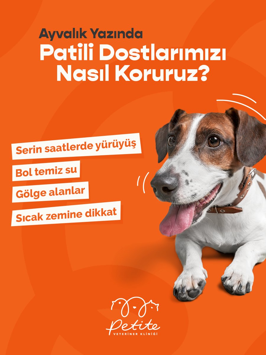 Ayvalık yazında patili dostları koruma önerileri