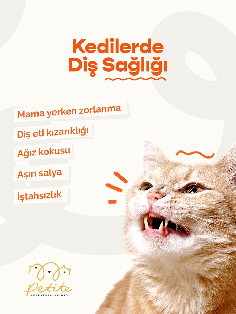 Kedilerde diş sağlığı belirtileri