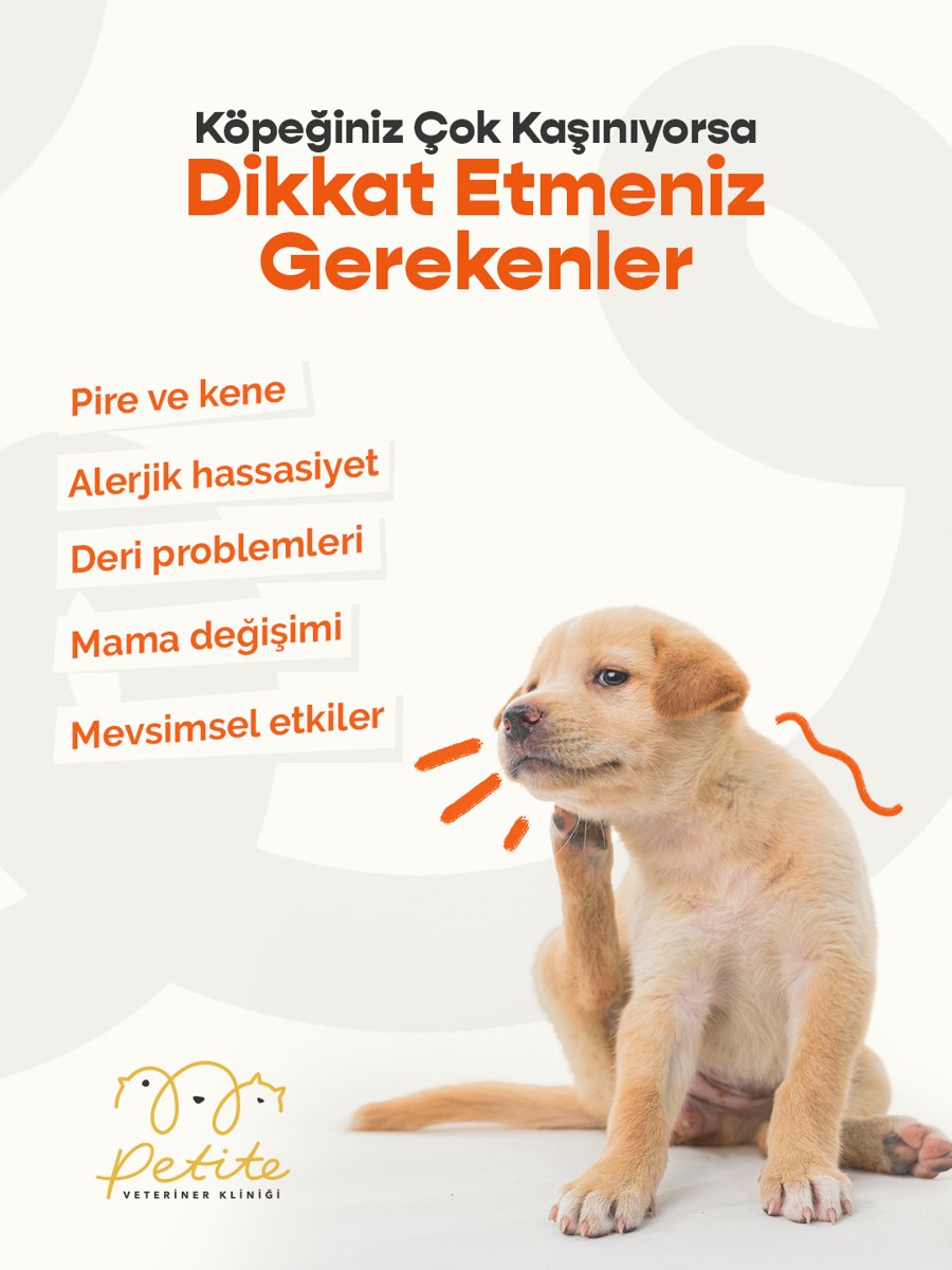 Köpeğiniz çok kaşınıyorsa dikkat edilmesi gerekenler